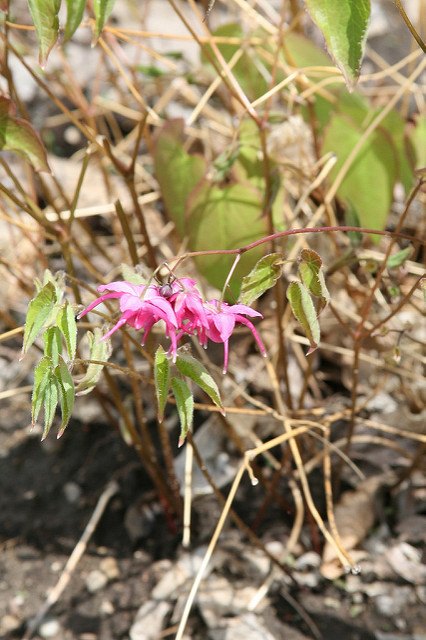 Fleur des elfes à grandes fleurs