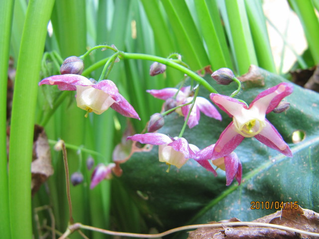 Fleur des elfes à grandes fleurs