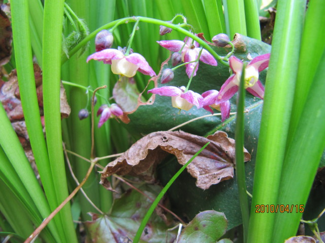 Fleur des elfes à grandes fleurs (Epimedium grandiflorum)