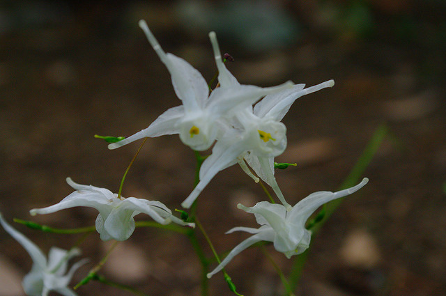 Epimedium koreanum (Epimedium koreanum)