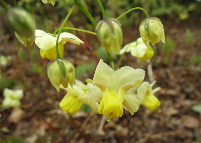 Fleur des elfes pennée (Epimedium pinnatum)