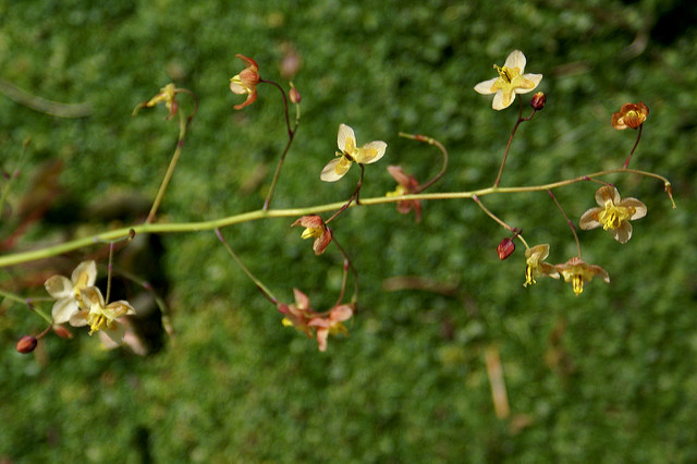 Fleur des elfes pennée