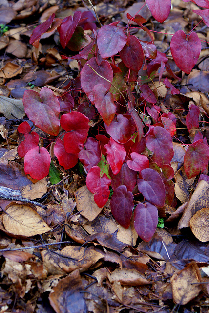 Fleur des elfes pennée