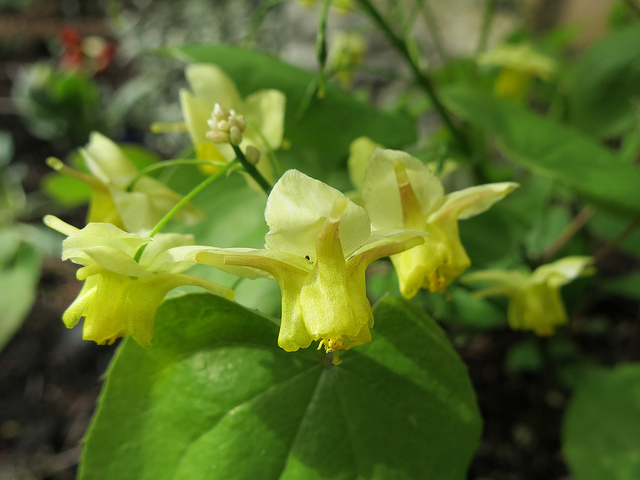 Fleur des elfes pennée