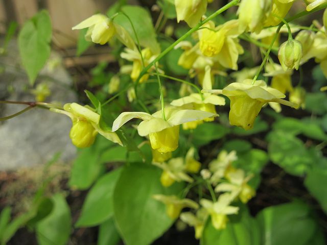 Fleur des elfes pennée