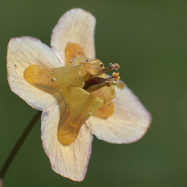 Fleur des elfes pennée