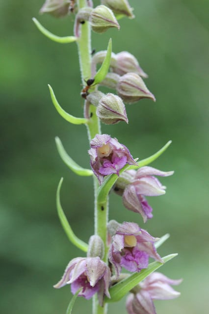Épipactis pourpre noirâtre (Epipactis atrorubens)
