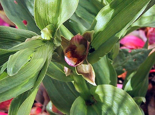 Epipactis gigantea