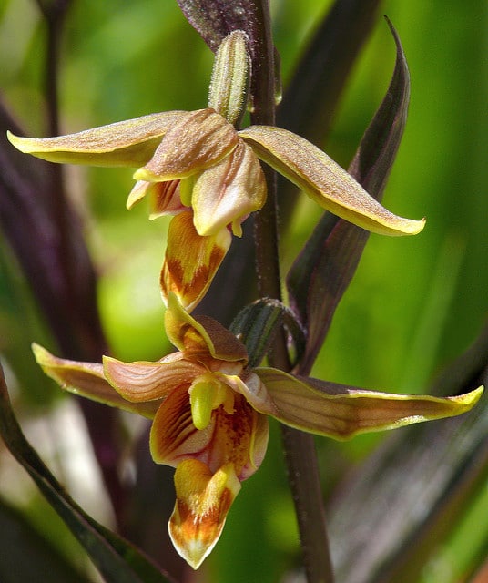 Epipactis gigantea