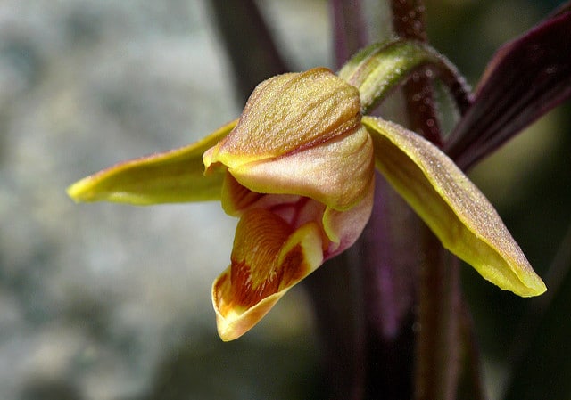 Epipactis gigantea