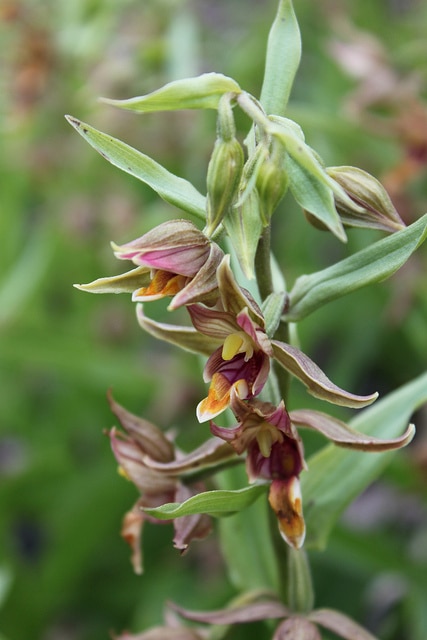 Epipactis gigantea