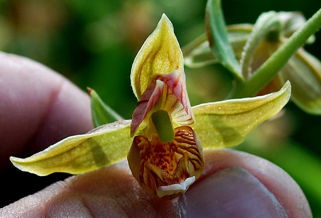 Epipactis gigantea
