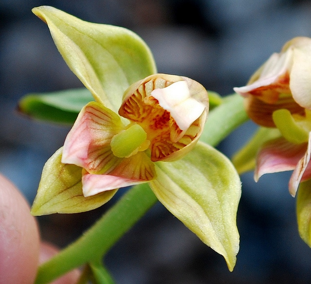 Epipactis gigantea (Epipactis gigantea)