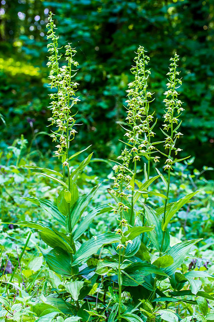 Épipactis à larges feuilles (Epipactis helleborine)