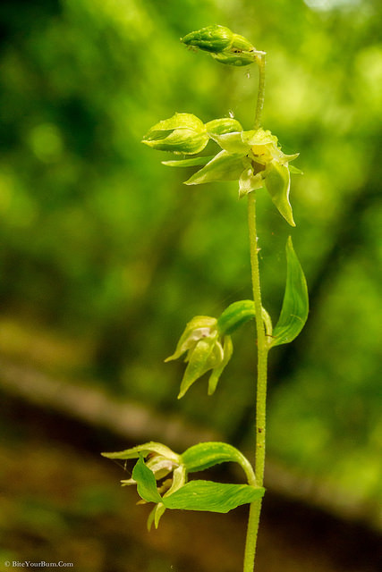 Épipactis à labelle étroit (Epipactis leptochila)