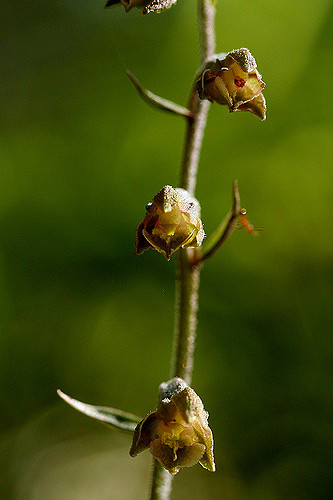épipactis à petites feuilles