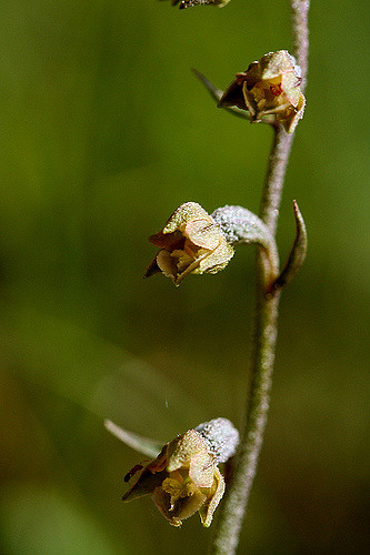 épipactis à petites feuilles