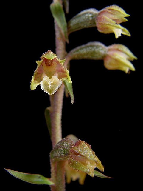 épipactis à petites feuilles