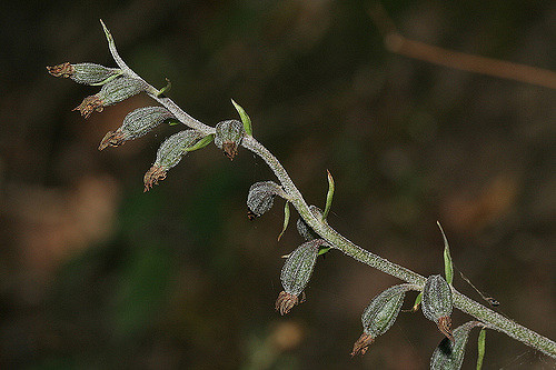 Épipactis à petites feuilles (Epipactis microphylla)