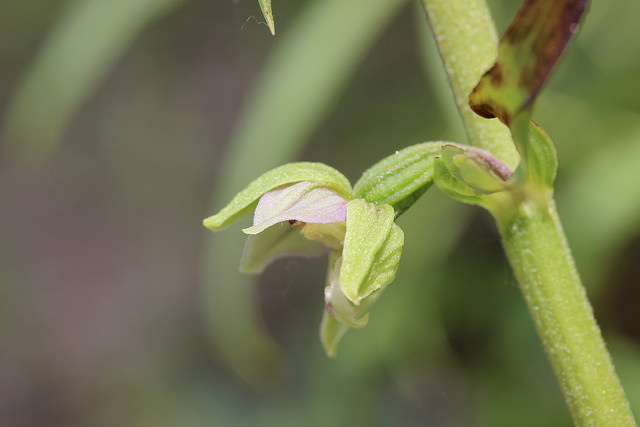 Épipactis de müller (Epipactis muelleri)