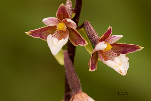 Épipactis des marais (Epipactis palustris)