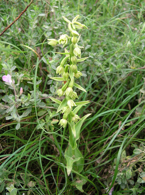épipactis des dunes