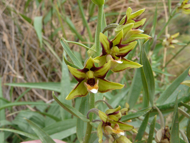 Épipactis à feuilles de verâtre (Epipactis veratrifolia)