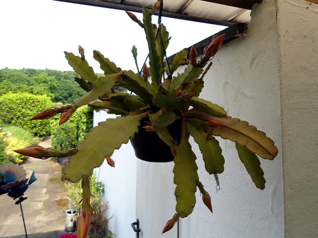 Cactus orchidée (Epiphyllum crenatum)