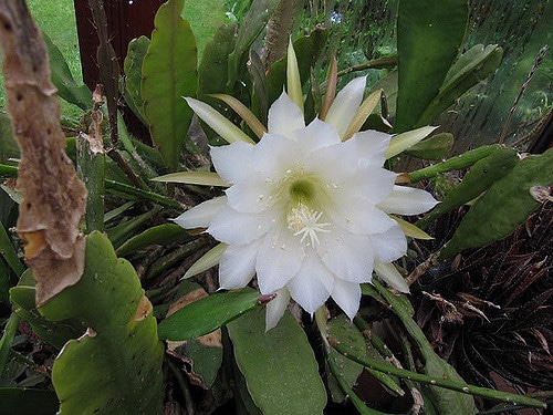 Cactus orchidée