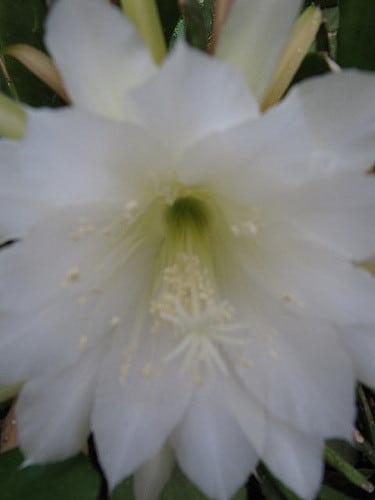 Cactus orchidée