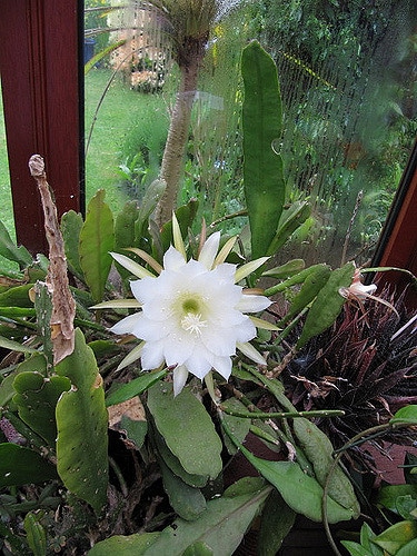 Cactus orchidée