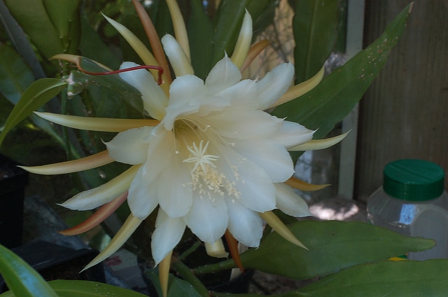 Cactus orchidée