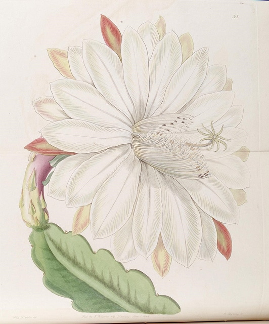 Cactus orchidée
