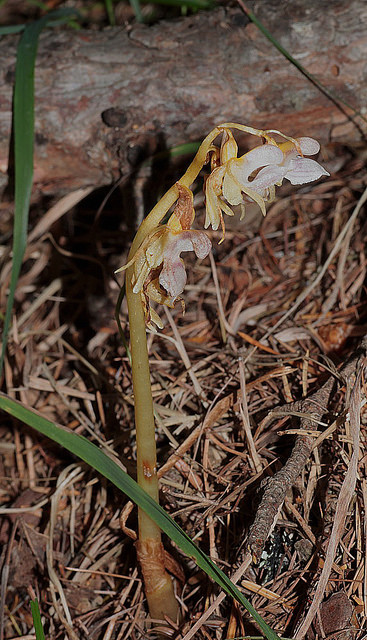 Épipogon sans feuilles (Epipogium aphyllum)