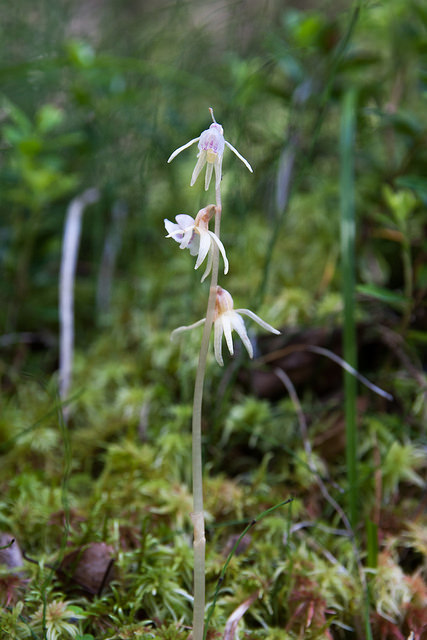 épipogon sans feuilles