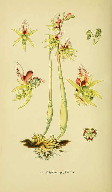 épipogon sans feuilles