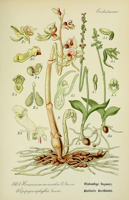 épipogon sans feuilles