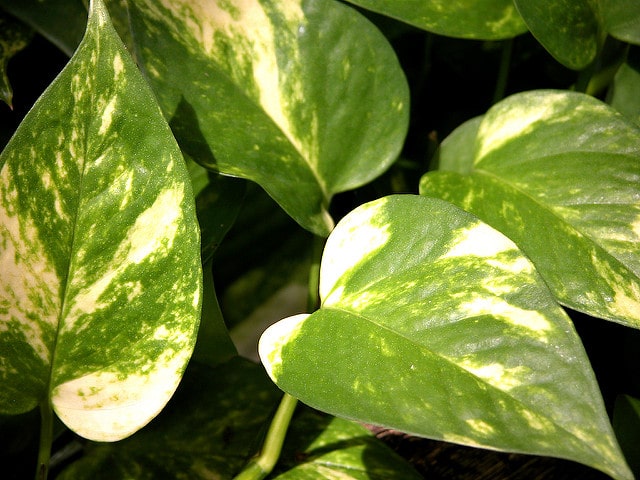 Epipremnum pinnatum