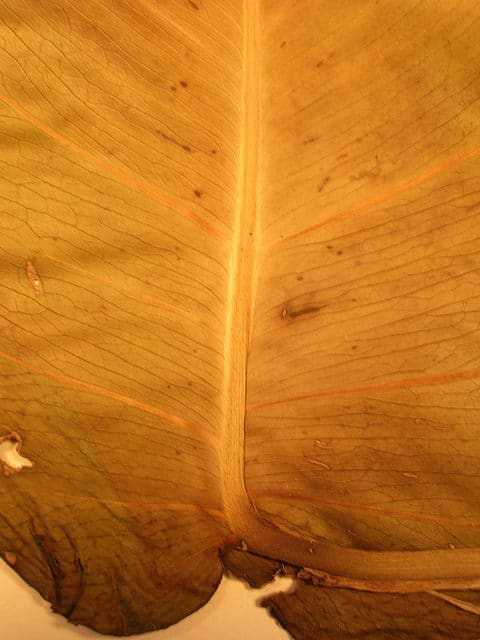 Epipremnum pinnatum