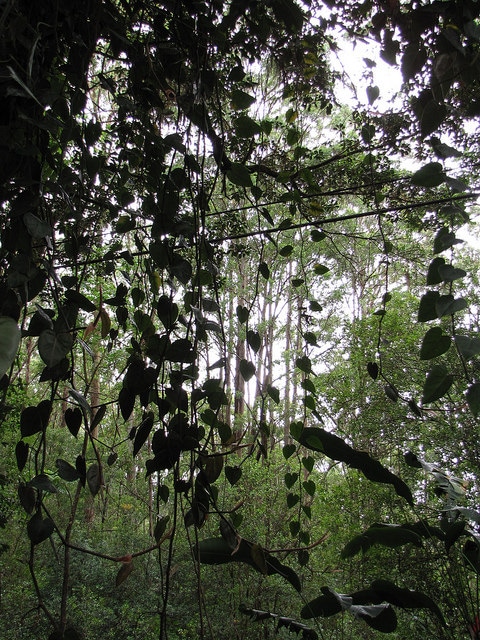 Epipremnum pinnatum