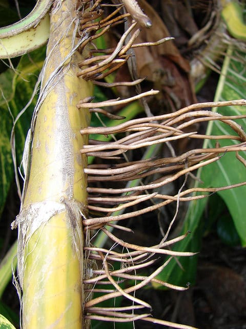 Epipremnum pinnatum