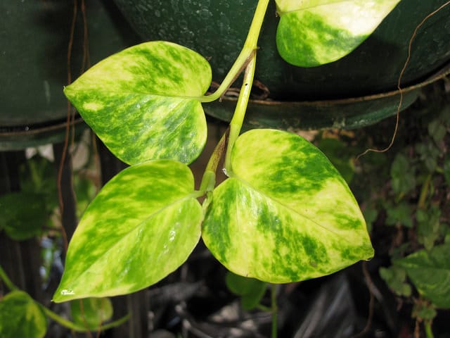 Epipremnum pinnatum