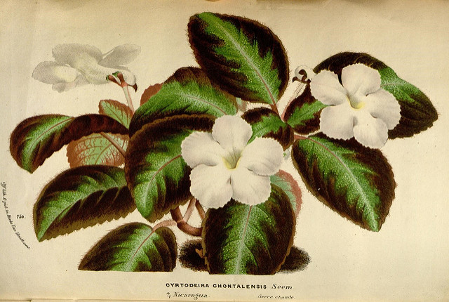 Episcia lilacina (Episcia lilacina)