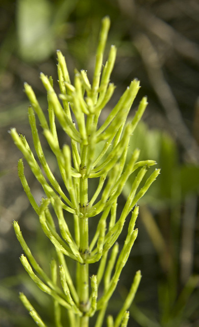Prêle des champs