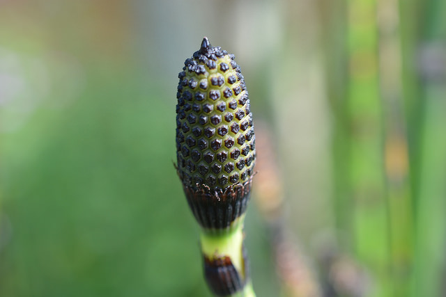 Equisetum hyemale (Equisetum hyemale)
