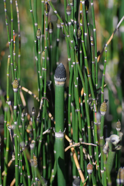 Equisetum hyemale