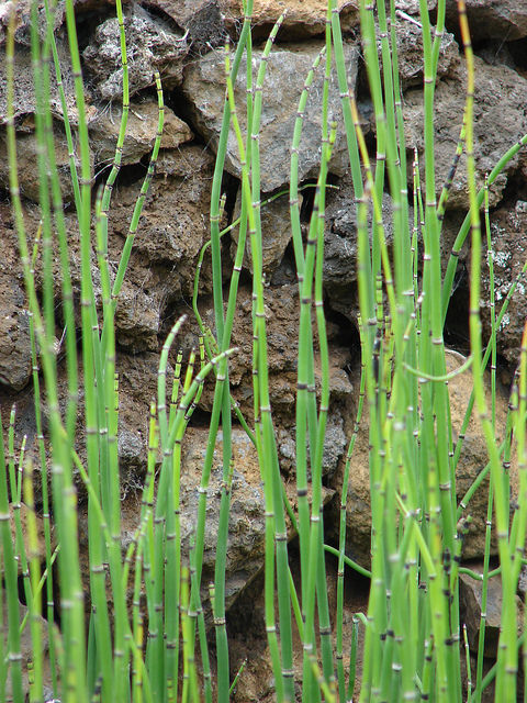 Equisetum hyemale