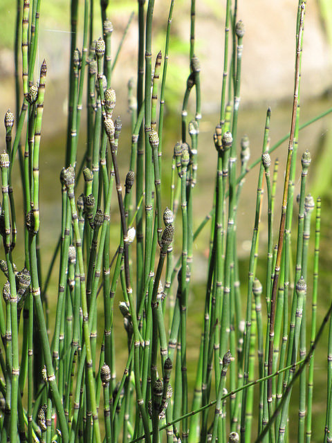 Equisetum hyemale