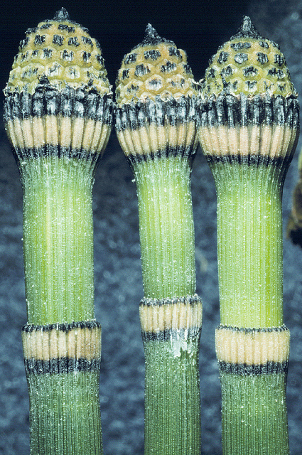 Equisetum hyemale