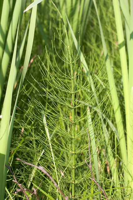 Prêle des marais